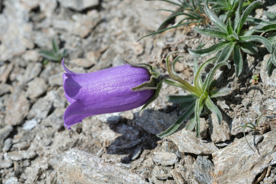 DSCF5982_Campanula_alpestris.jpg