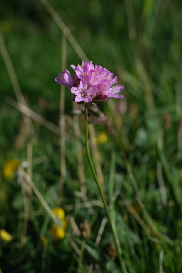 DSCF5824_Armeria_alpina.jpg