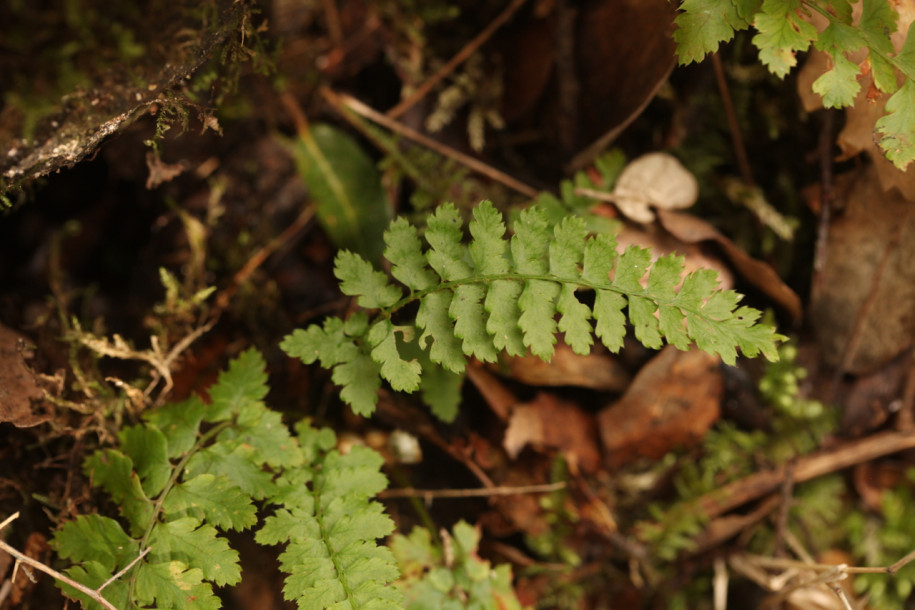 Polystichum setiferum plantule.jpg