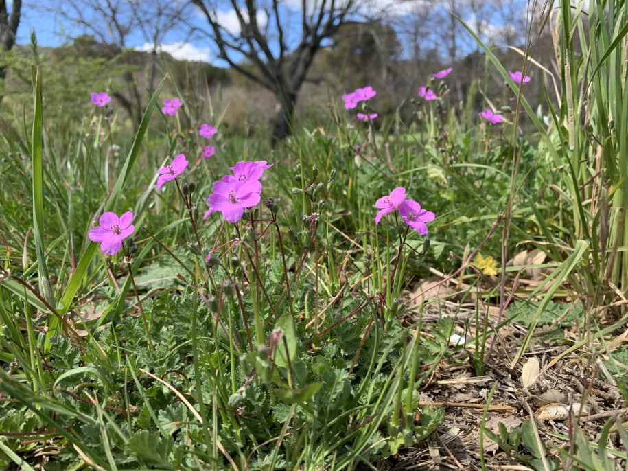 Erodium acaule