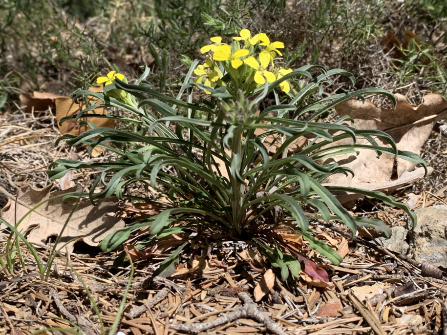 Erysimum nevadense subsp. collisparsum