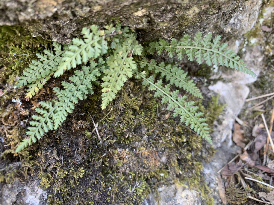 Asplenium fontanum.jpg (1.66 Mio) Vu 17480 fois Asplenium fontanum