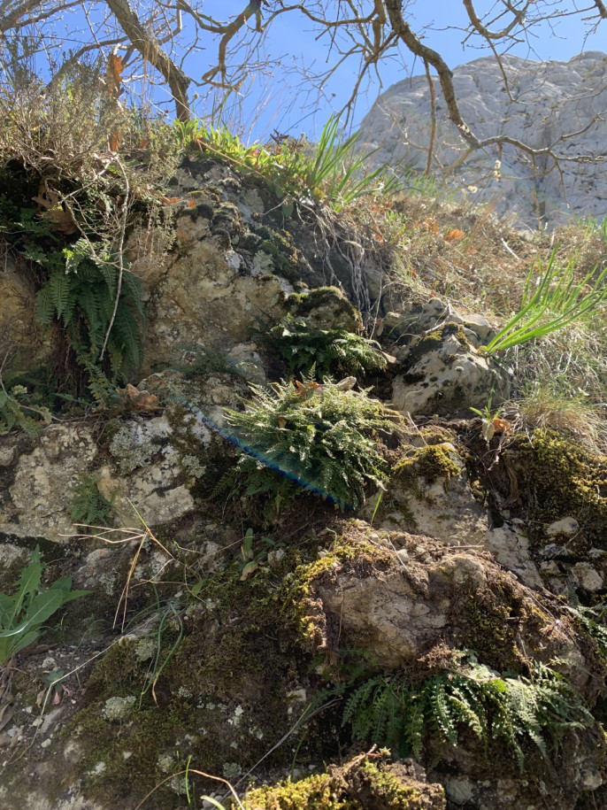 Asplenium fontanum (1).jpg (1.96 Mio) Vu 17480 fois Asplenium fontanum