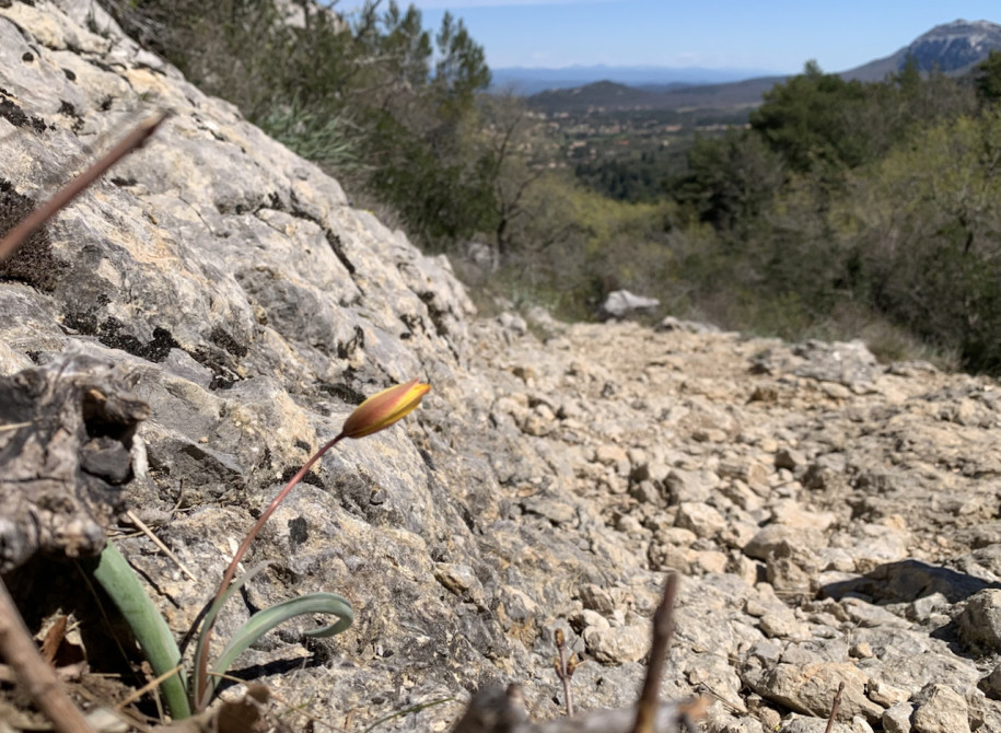 Tulipa australis