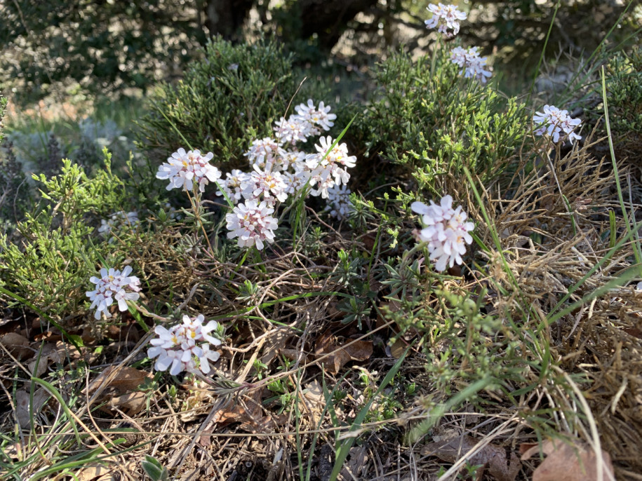 Iberis saxatilis + Genista lobelii