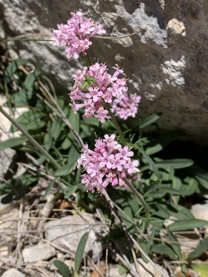 Valeriana tuberosa