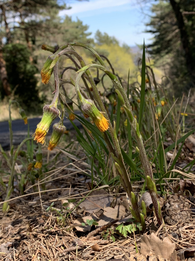 Tussilago farfara