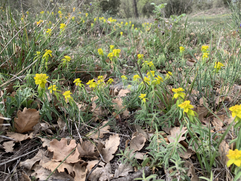 Euphorbia flavicoma subsp. flavicoma