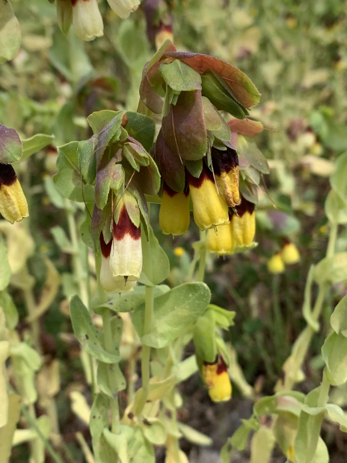 Cerinthe major