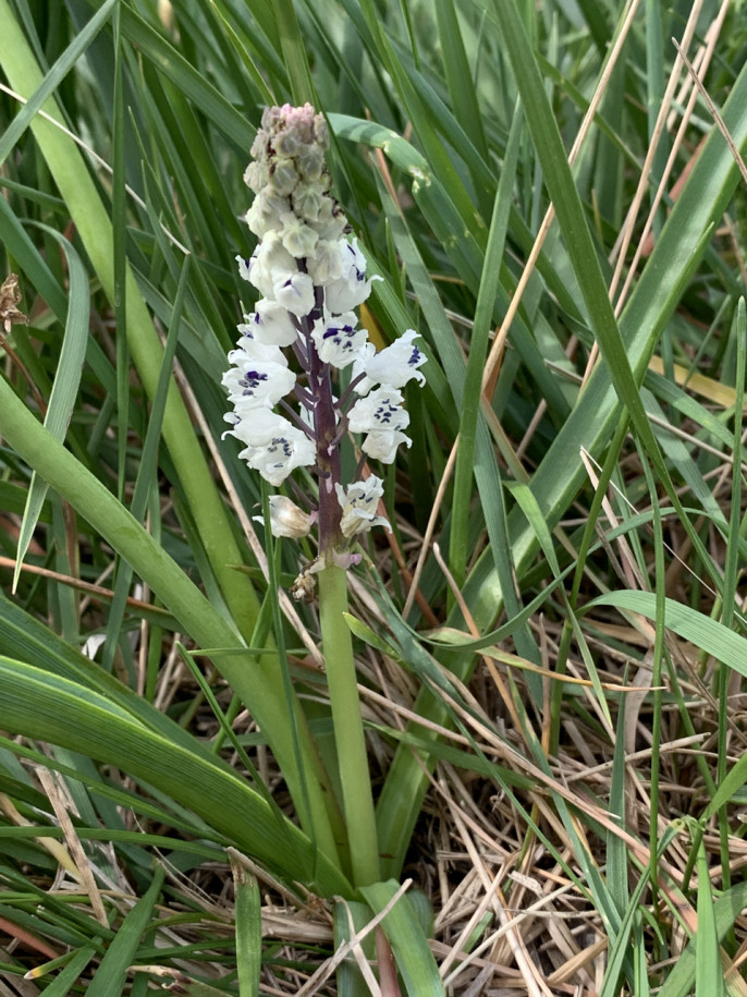 Bellevalia romana