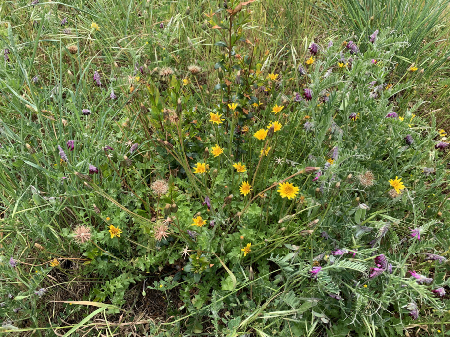 Hyoseris radiata et Vicia benghalensis