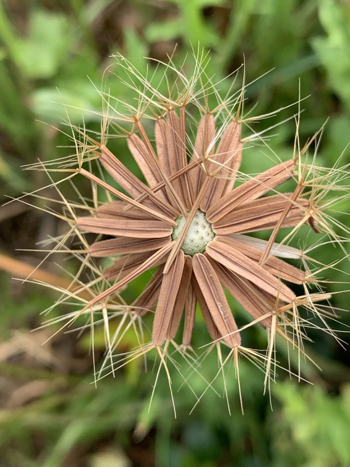 Hyoseris radiata