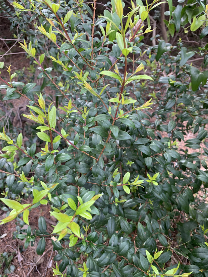 Myrtus communis