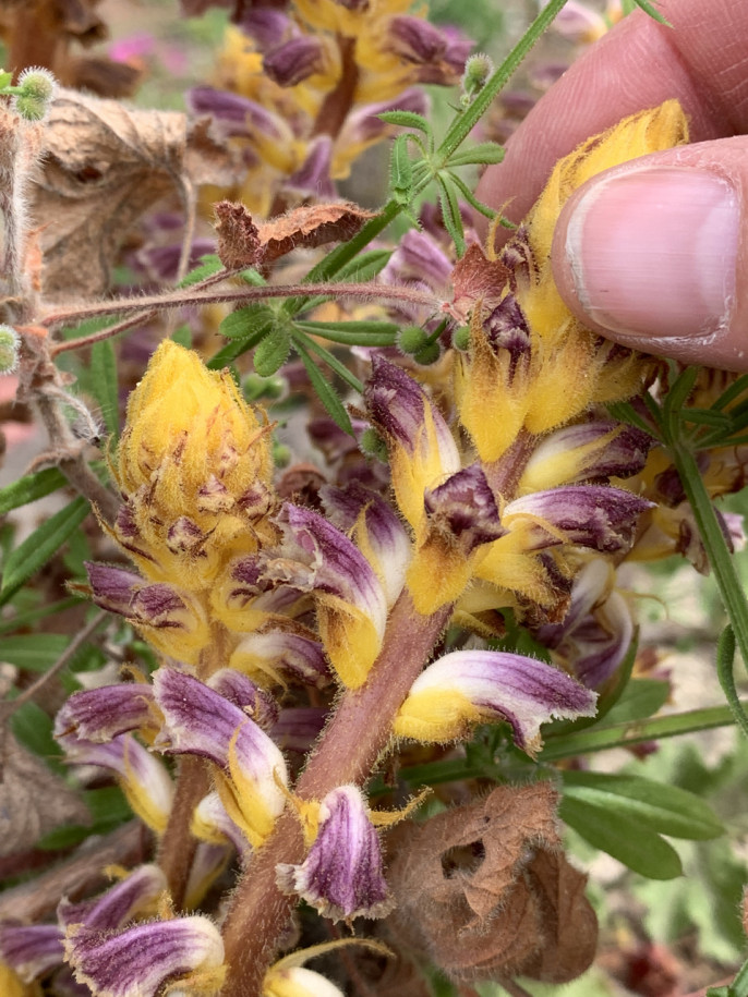 Orobanche minor