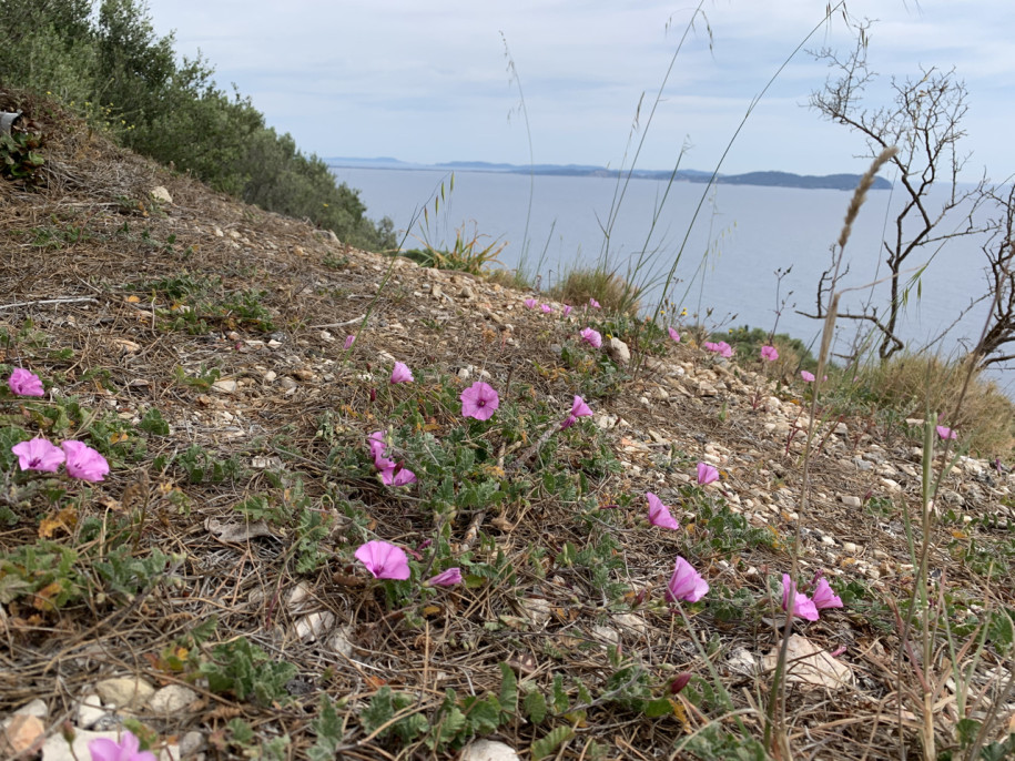 Convolvulus althaeoisdes