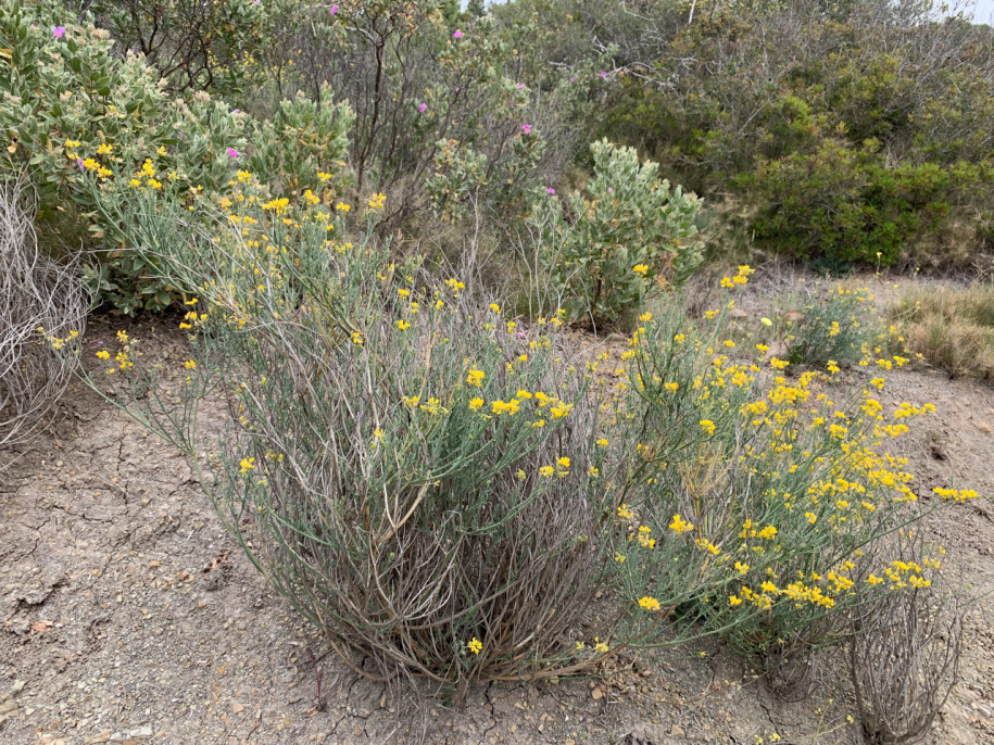 Coronilla juncea