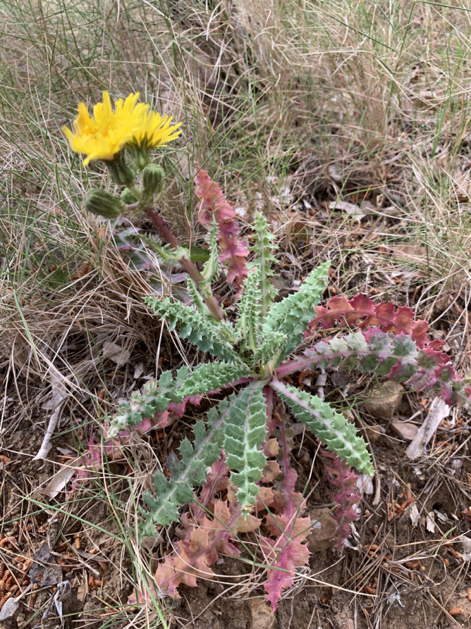 Sonchus asper subsp. glaucescens