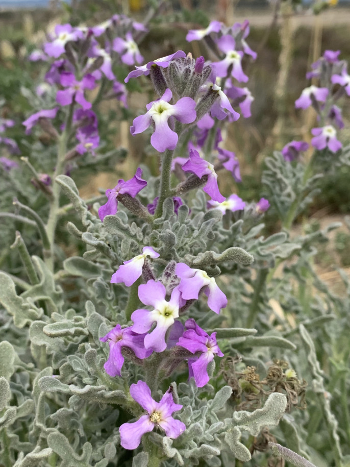 Matthiola tricuspidata