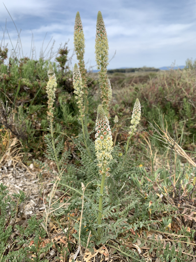 Reseda alba