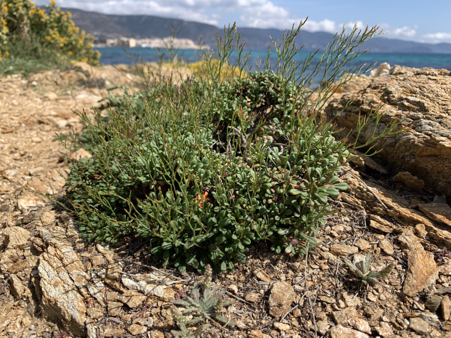 Limonium pseudominutum