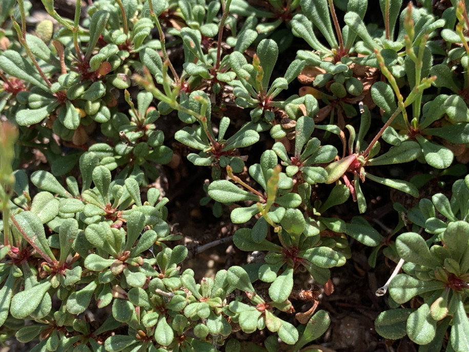 Limonium pseudominutum