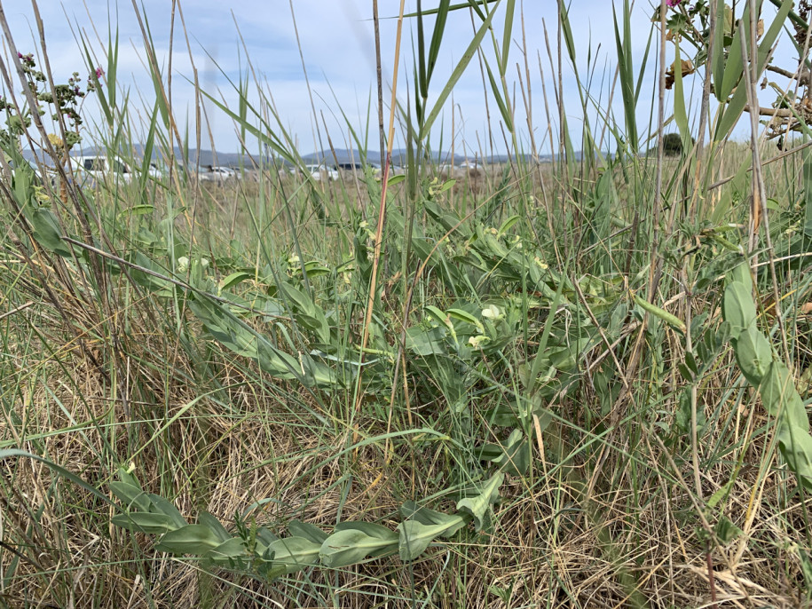 Lathyrus ochrus