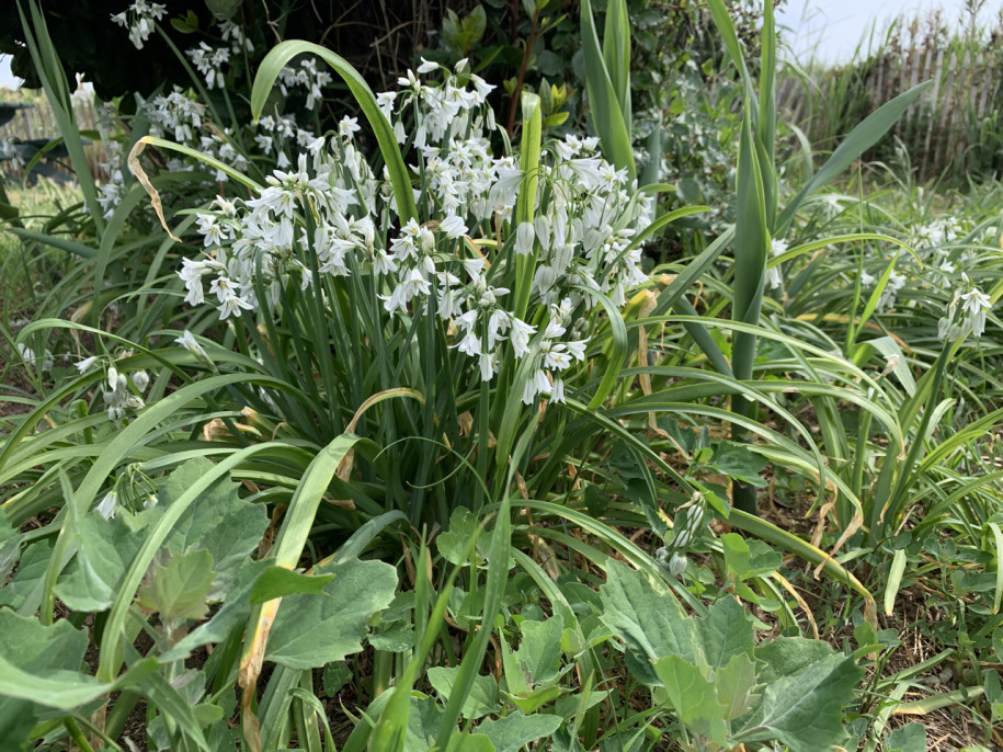 Allium triquetrum