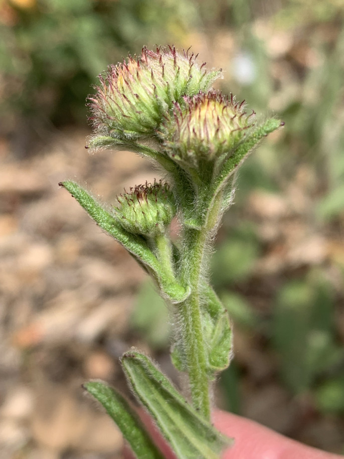 Pulicaria odora