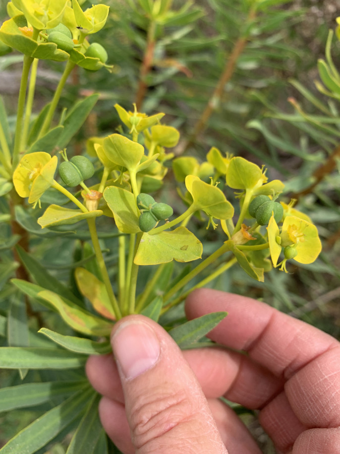 Euphorbia dendroides