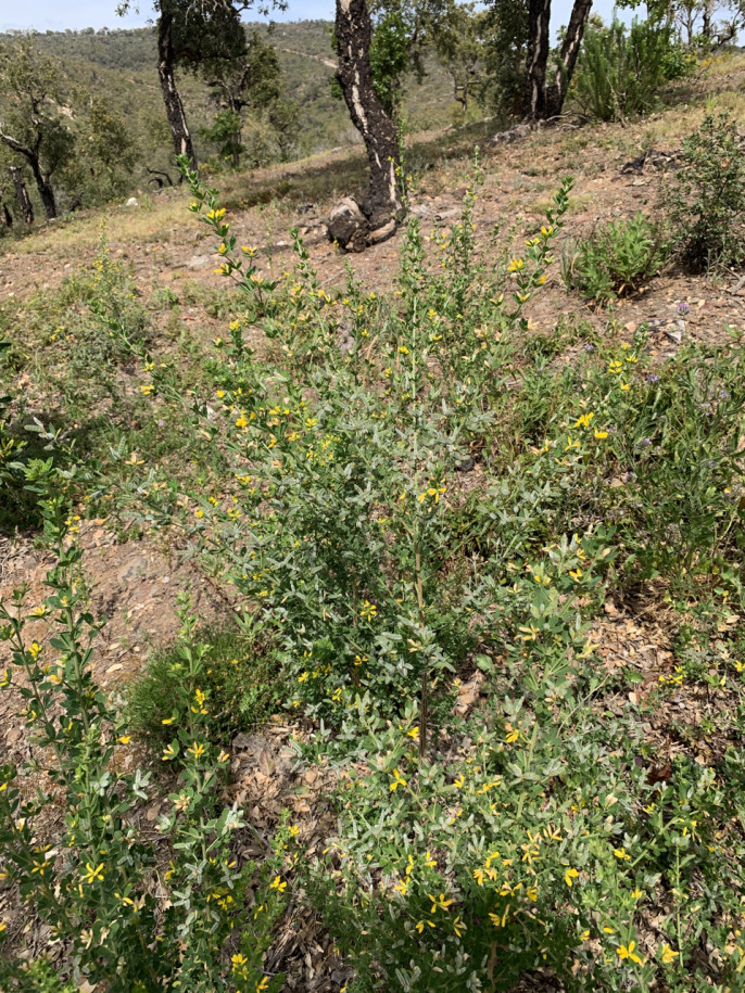 Genista monspessulana dans les collines brûlées de Bormes