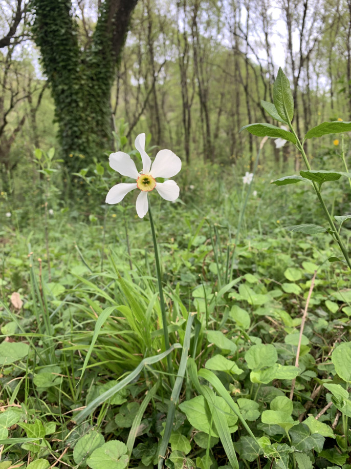 Narcissus poeticus , vallée de Méounes
