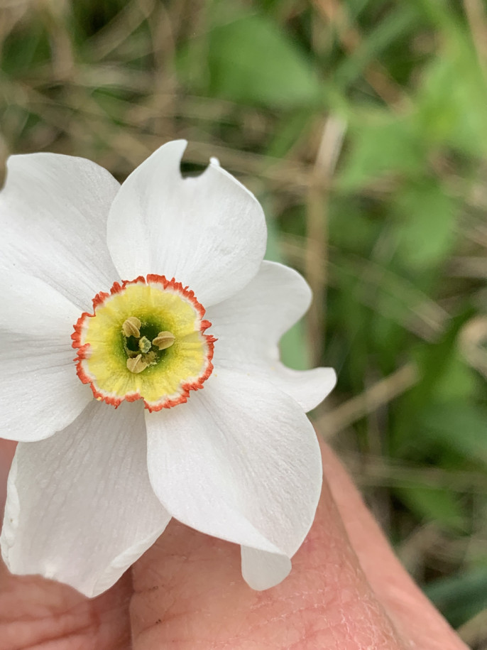 Narcissus poeticus