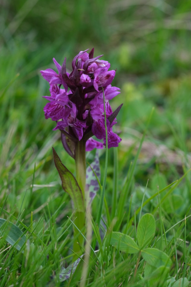 DSCF6012_Dactylorhiza_majalis.jpg