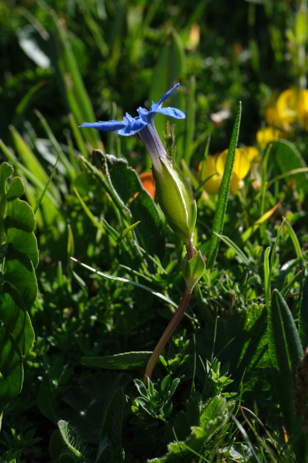 DSCF5827_Gentiana_orbicularis.jpg