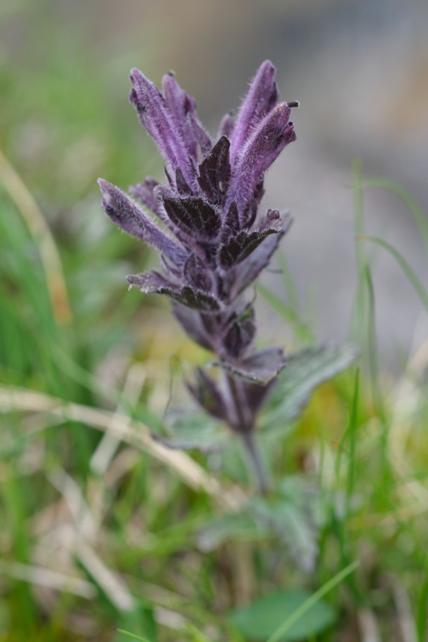 DSCF6009_Bartsia_alpina.jpg