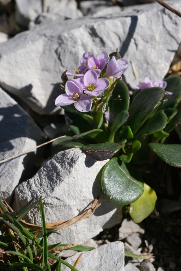 DSCF0798_Noccae_rotundifolia.jpg