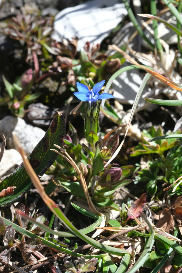 DSCF0809_Gentiana_bavarica.jpg