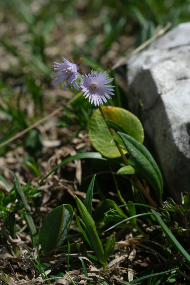 DSCF0965_Soldanella.jpg