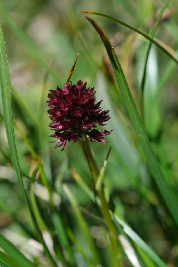 DSCF0882_Nigritella_rhellicani.jpg