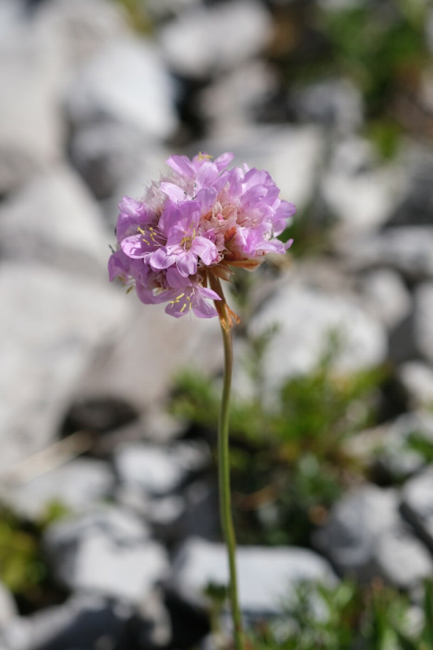 DSCF0891_Armeria_alpina.jpg