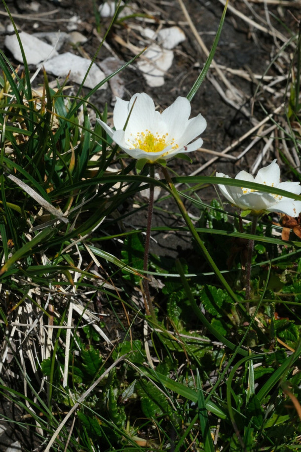 DSCF0972_Dryas_octopetala.jpg