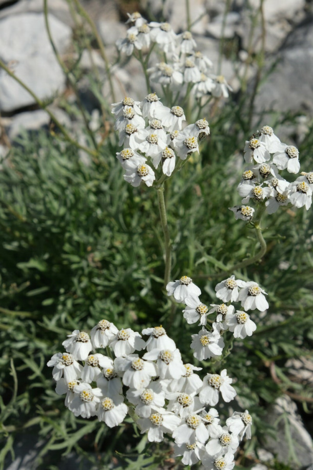 DSCF0915_Achillea_clavennae.jpg