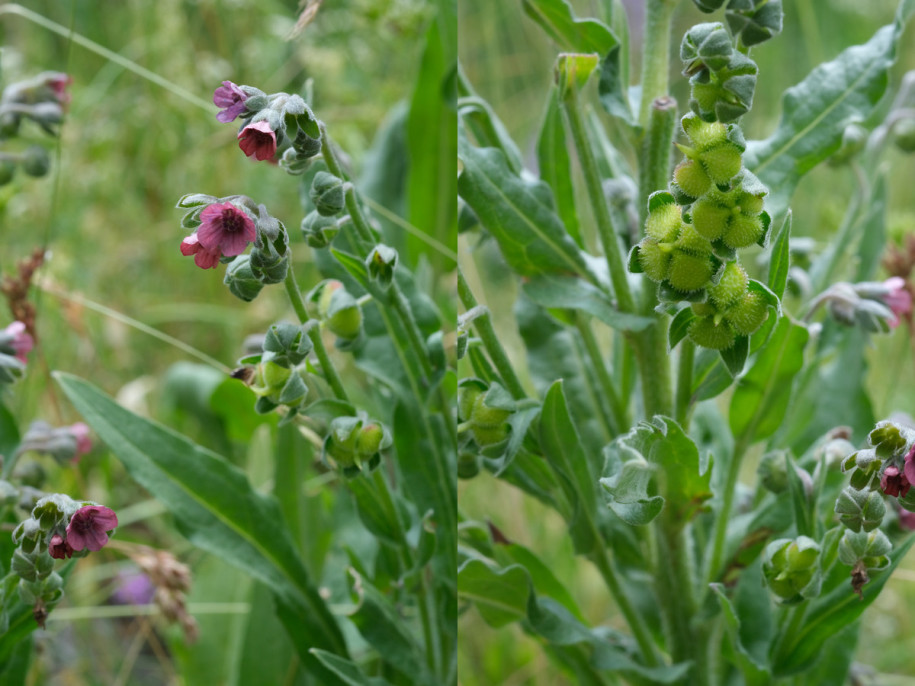 Cynoglossum.jpg