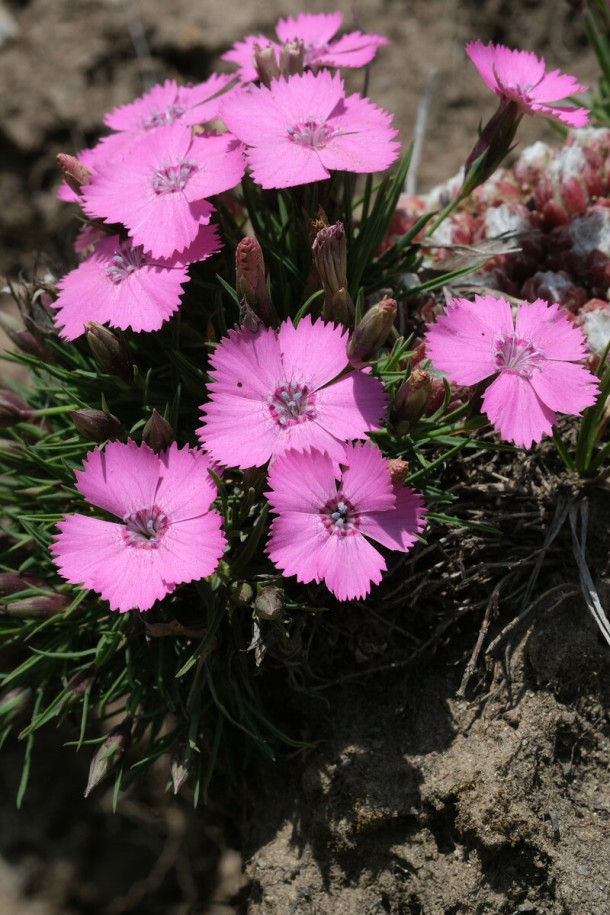 DSCF6043_Dianthus_pavonius_forum.jpg