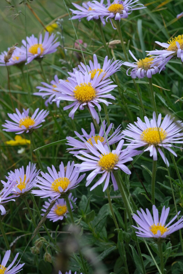 DSCF6058_Aster alpinus_forum.jpg