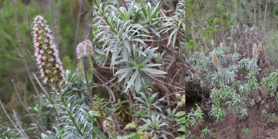 Echium_virescens.jpg