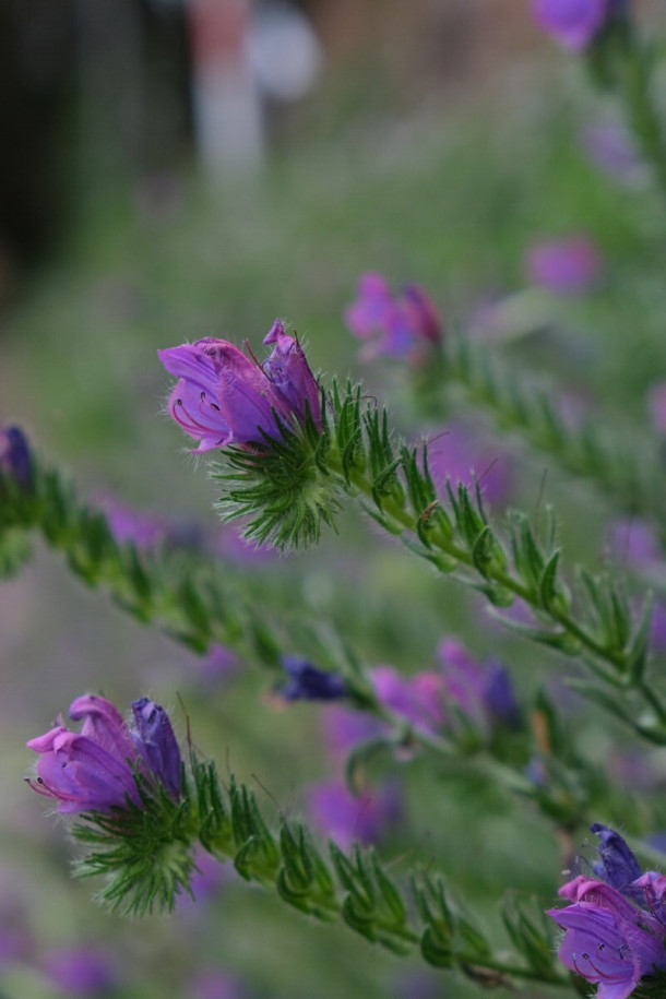 Echium_plantagineum.jpg