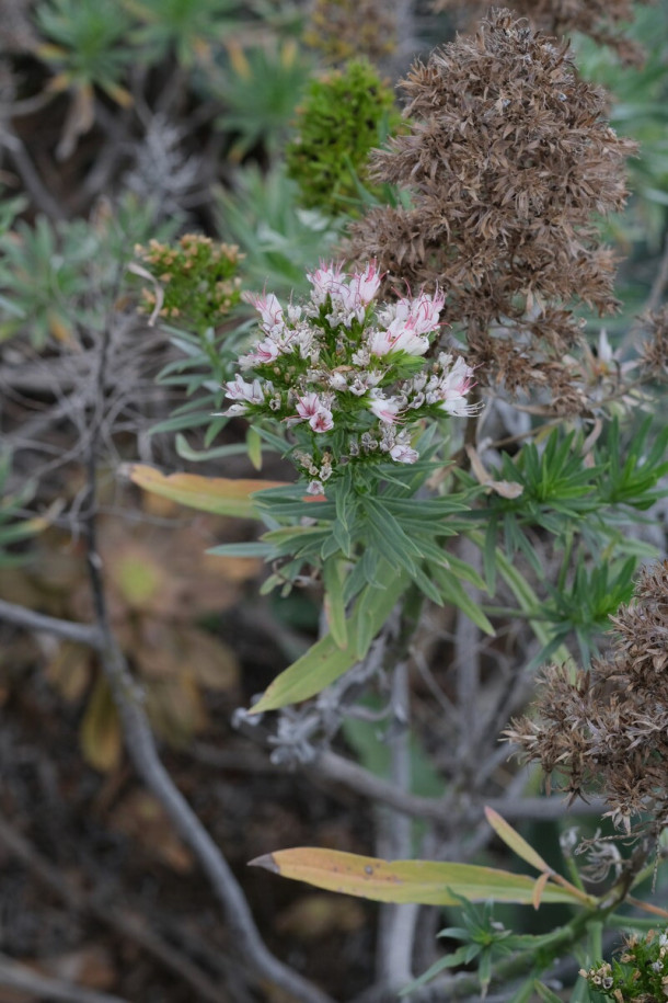 Echium_sp.jpg