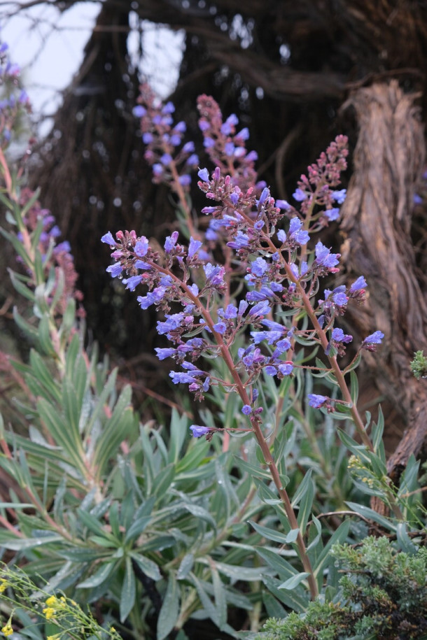 Echium_gentianoides.jpg