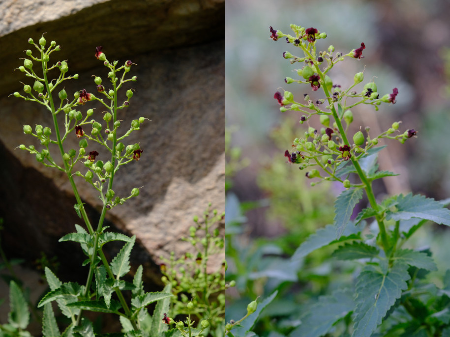 Scrophularia_glabrata.jpg